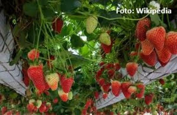Fruchtige Beerenkonfitüre mit Erdbeeren, Himbeeren und Johannisbeeren